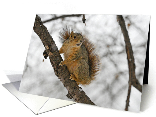 Adorable Squirrel Blank card (352938)
