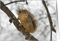 Adorable Squirrel Blank Card