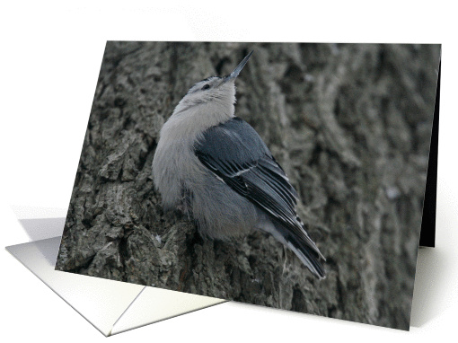 Nuthatch Blank card (352958)