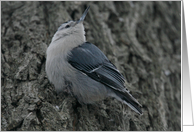 Nuthatch Blank Card