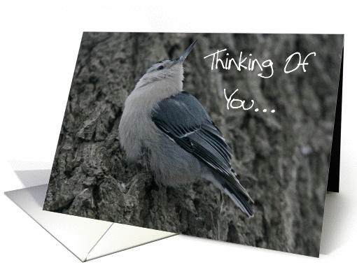 Nuthatch Thinking Of You card (353753)