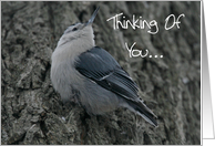 Nuthatch Thinking Of You Card
