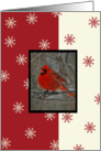 An Irish Blessing Cardinal Christmas Card