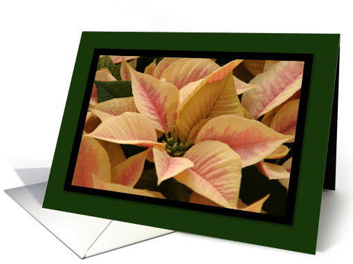 Poinsettia Irish Blessing card (355205)