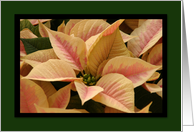 Poinsettia Irish Blessing Card