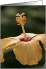 Tropical Yellow Hibiscus Card