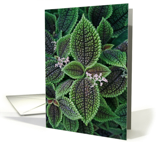 Blank Garden Greenery card (356868)