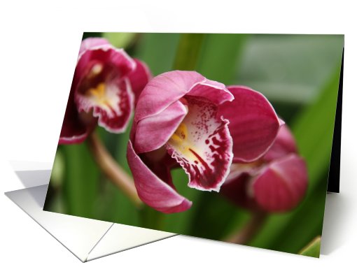 Deep Pink Orchids Blank card (402477)