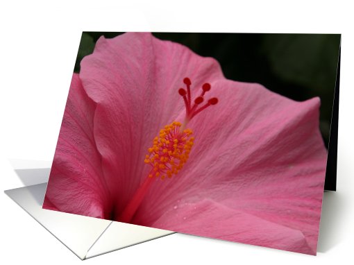 Pink Hibiscus Blank card (402479)