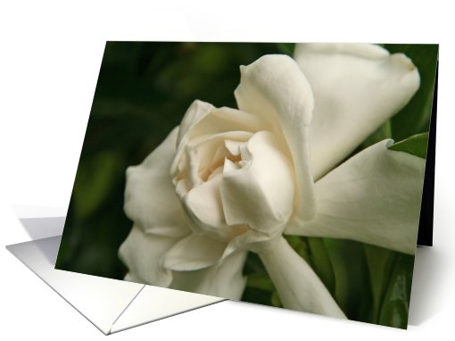 Magnolia Flower Blank card (402480)