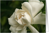 Magnolia Flower Blank Card