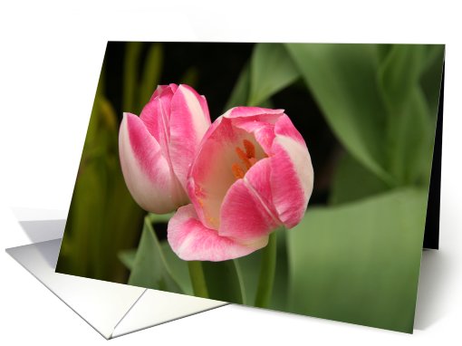 Flowering Pink Tulips Blank card (402483)