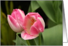 Flowering Pink Tulips Blank Card