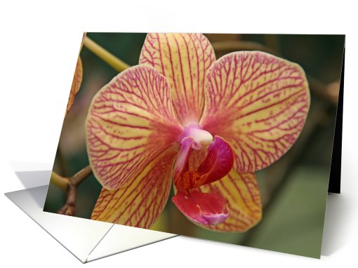 Flowering Orchids Blank card (402485)