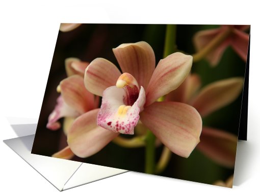 Flowering Orchid Blank card (402488)