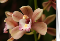 Flowering Orchid Blank Card