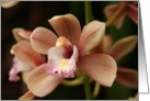 Flowering Orchid Blank Card