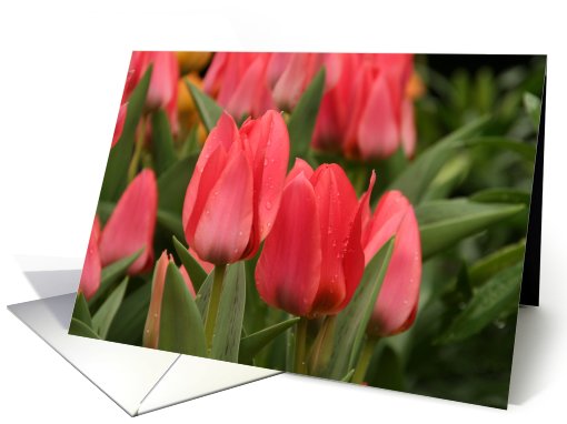 Flowering Pink Tulips Blank card (402491)