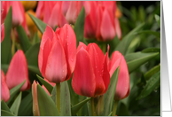 Flowering Pink Tulips Blank Card