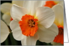 Flowering Daffoldils Blank Card