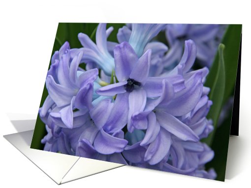 Flowering Hyacinth Blank card (402496)