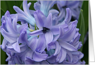Flowering Hyacinth Blank Card