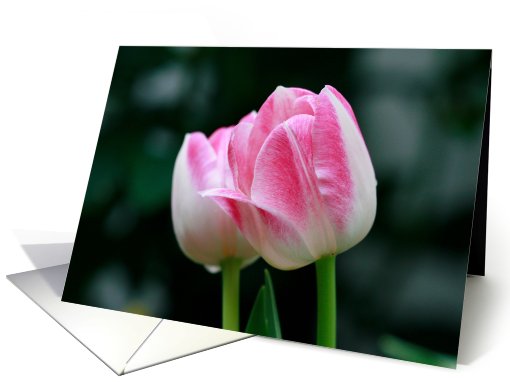 Flowering Tulips Blank card (402498)