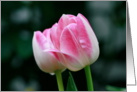 Flowering Tulips Blank Card