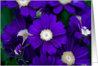 Deep Blue Flowers Blank Card