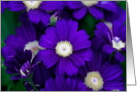 Deep Blue Flowers Blank Card