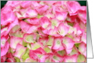 Pink Hydrangea Flowers Blank Card