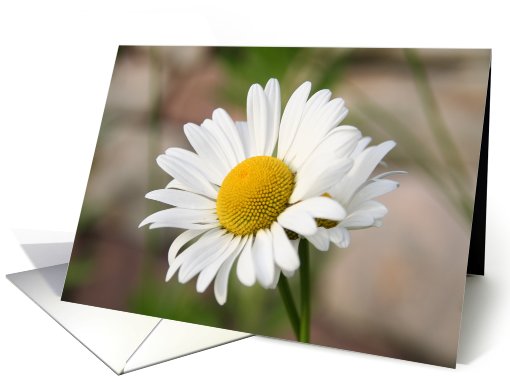 Daisy Blank card (460909)