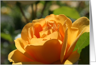 A Single Yellow Rose Blank Card