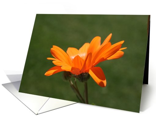 Single Orange Flower Blank card (499664)