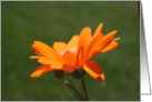 Single Orange Flower Blank Card