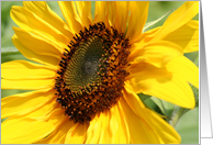 Single Sunflower Blank Card