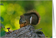 Squirrel On A Stump Blank Card