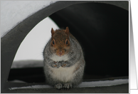 Gray Squirrel card