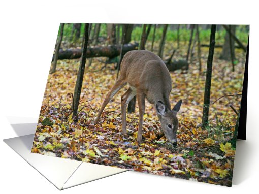 Whitetail Deer In Fall Blank card (510376)