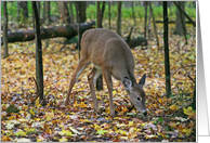 Whitetail Deer In Fall Blank Card