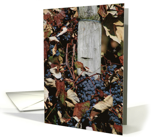 Grapes On The Vines Blank card (510877)