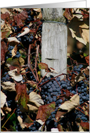 Grapes On The Vines...