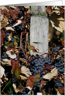 Grapes On The Vines Blank Card