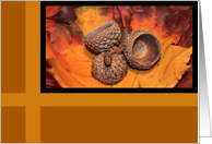 Autumn Acorn Caps Blank Card