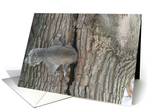 Looking For You Squirrel card (55769)