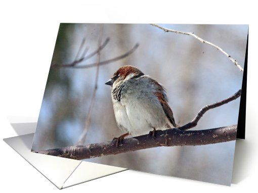 House Sparrow Blank card (585665)