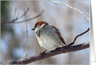 House Sparrow Blank Card
