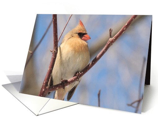 Female Cardinal Blank card (585666)