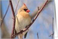 Female Cardinal Blank Card