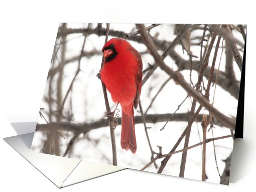 Male Cardinal Blank card (585668)